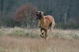 DOGUE ALLEMAND 685